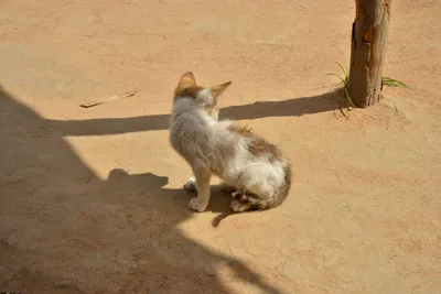 DSC_5327 (Large).JPG